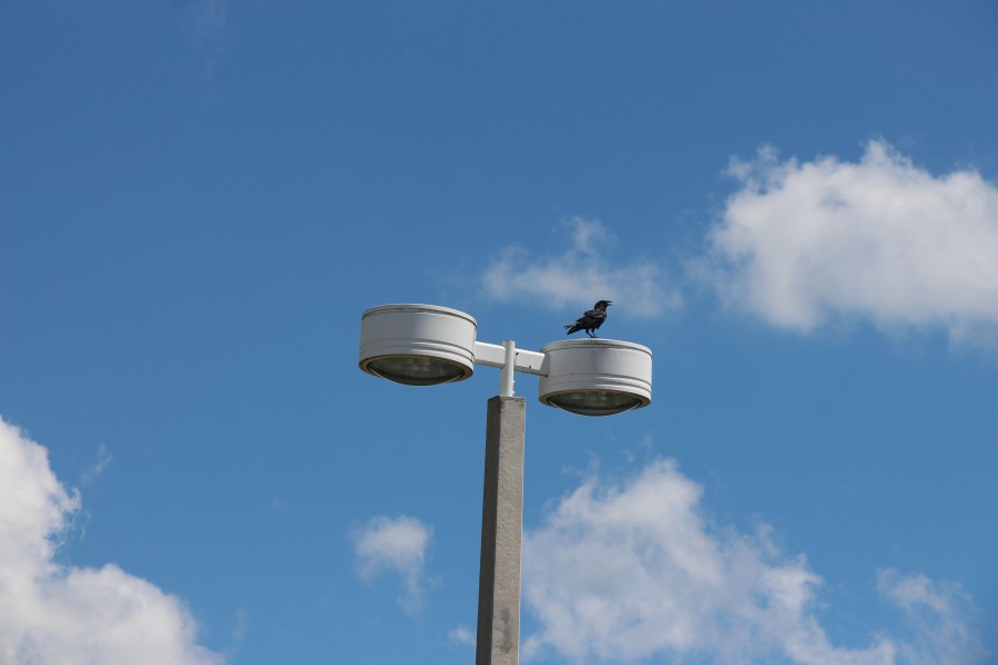 Bird takes a breather on a lamp post on school grounds. 