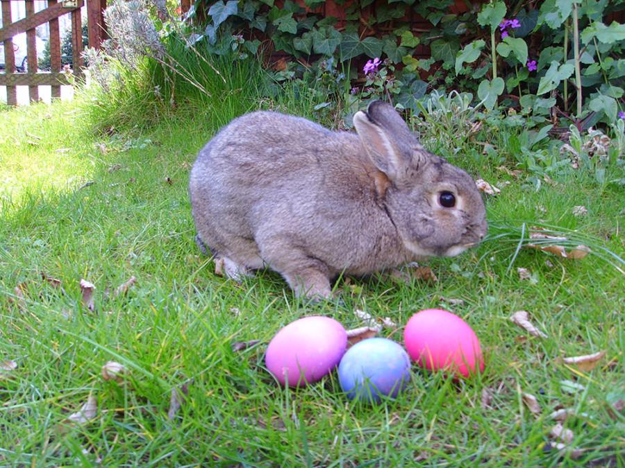 With Easter right around the corner, rabbits and eggs can be seen all over.