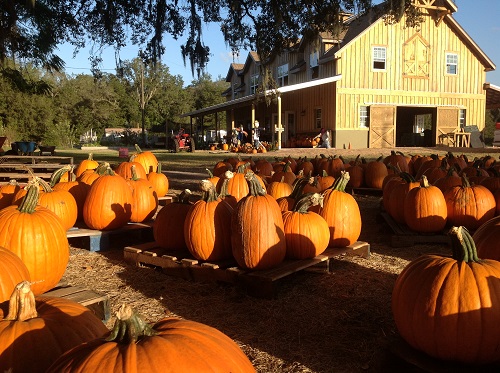 The pumpkin patch at Sweetfields farm