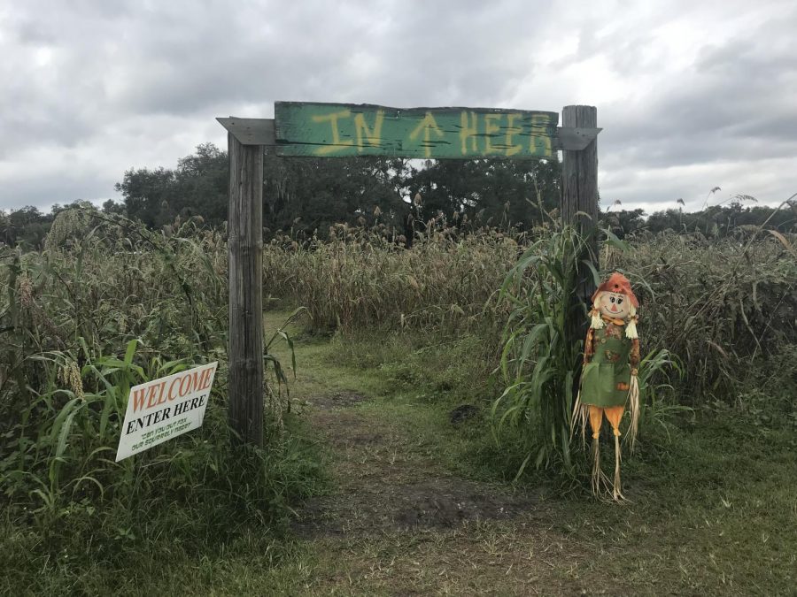 Entrance to the corn maze welcomes you with a scare crow