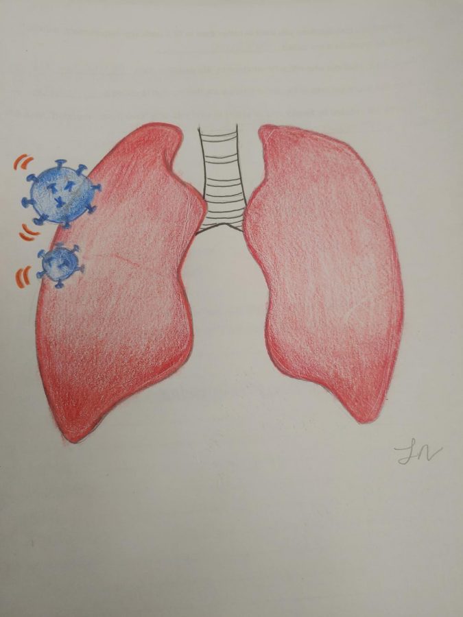 An illustration by Laura Nava (20) depicts the way in which the coronavirus attacks the respiratory system.