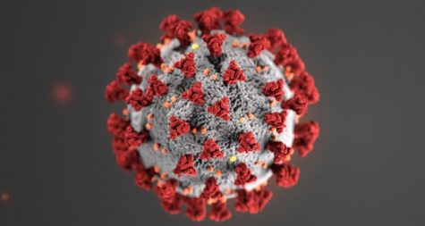 The coronavirus gets its name from the club-like structures which give it a crowned appearance.
