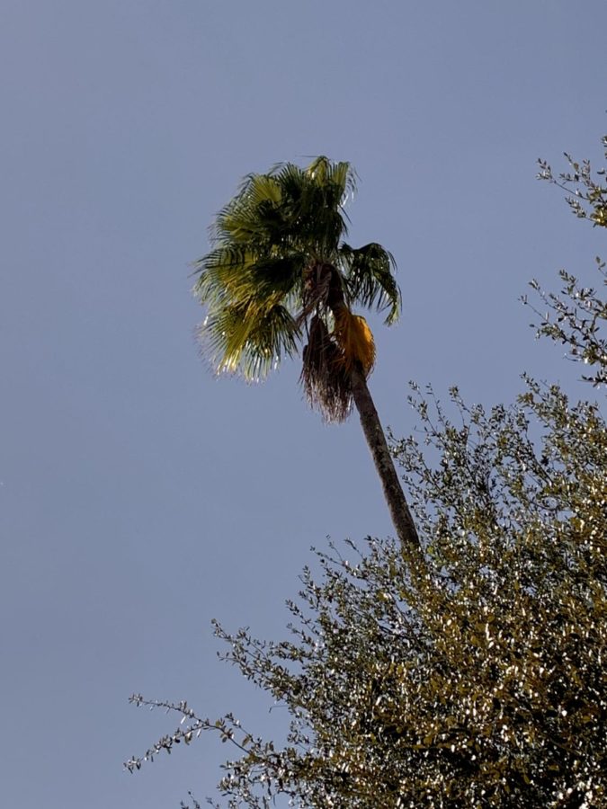 The blades of a palm tree sway in the fresh air. To keep the air fresh, TECO and USF are working together, creating technology to limit air pollution.