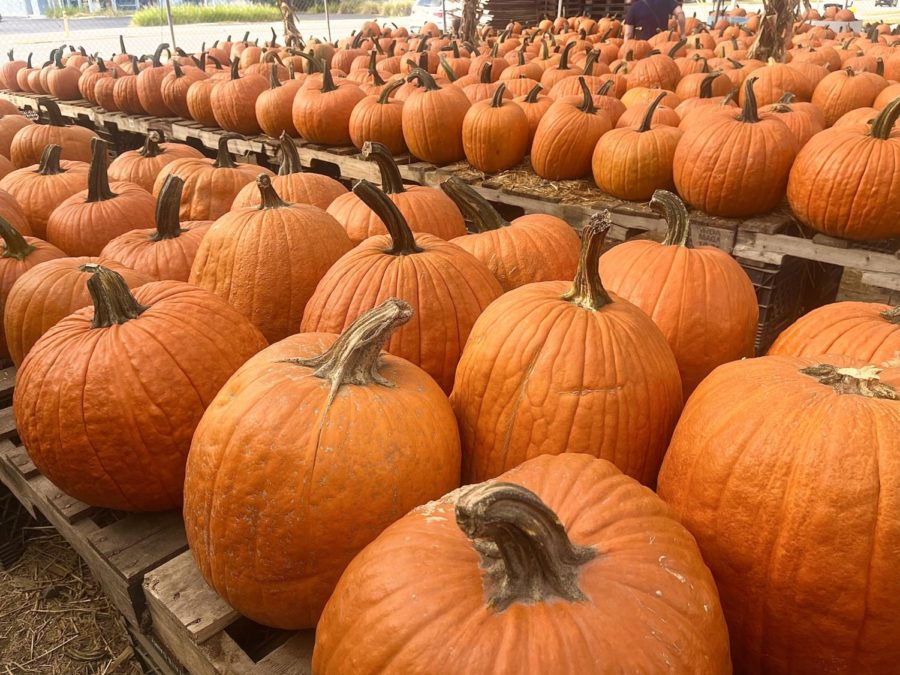 A section of the Gallagher Pumpkin Patch. 