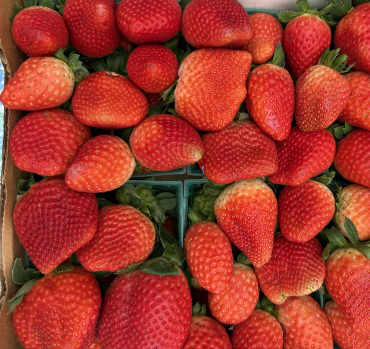 Fresh strawberries from farms right here in central Florida.