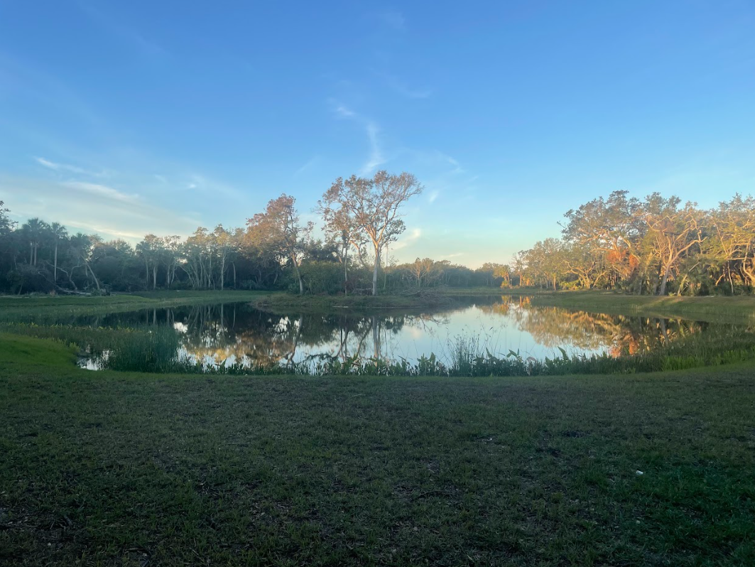 The pond in the park.