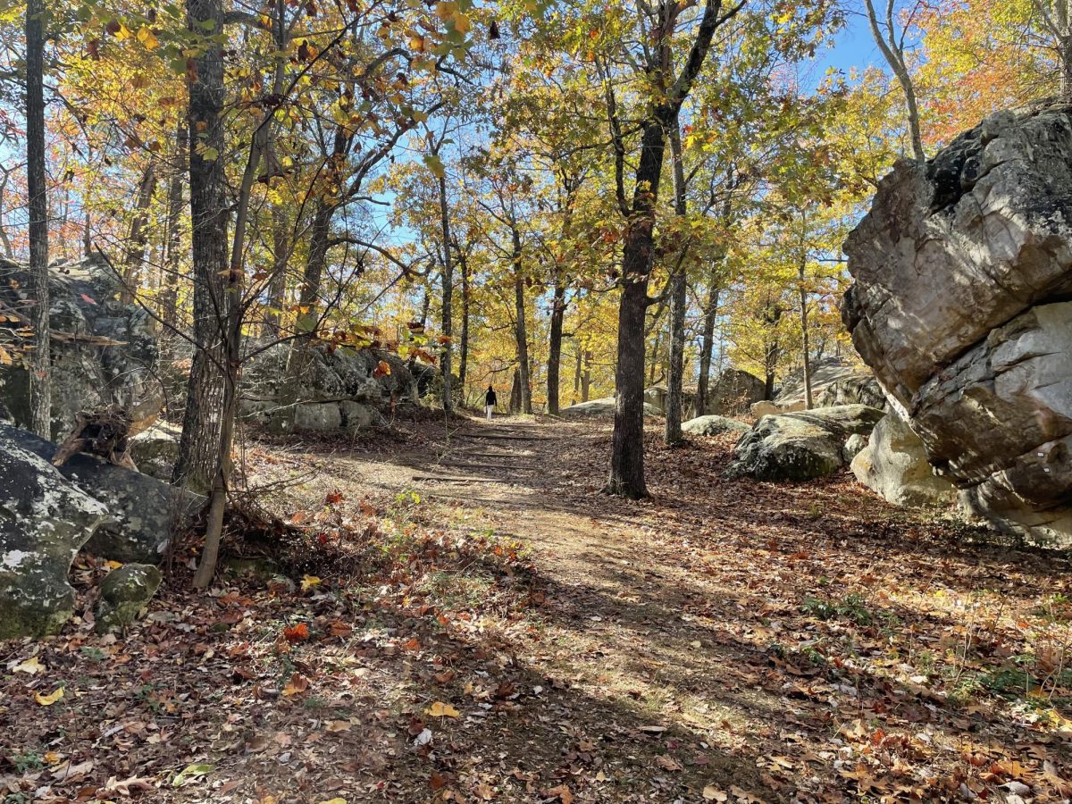 A forest in the bright colors of the fall season